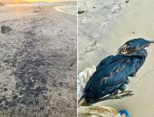 ����� ������� ������, ���� � ����� � ���� � �����������