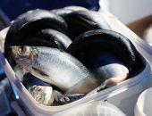 � ������ ���������� �������