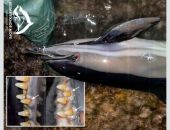 �������� � ������ ������ ��������� ����� ����� ������  