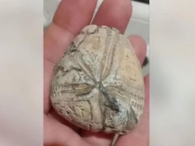 � ����������� ������� ������������ �������� ��� ��������� ����� 100 ��� ���