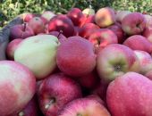 � ��������� ������ ����� ������� ����� 10 ����� ���� �����