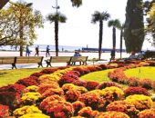 Более 90 тысяч осенних цветов украсят Ялту   Более 90 тысяч осенних цветов украсят Ялту