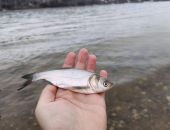 ������ 50 ����� ������� ������ ������������ ��������� � �����