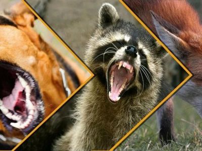 � ����� ����������� ����� ������� ���������