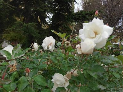 � ������ ������� � � ������������ ��������� ������� ���������� ������