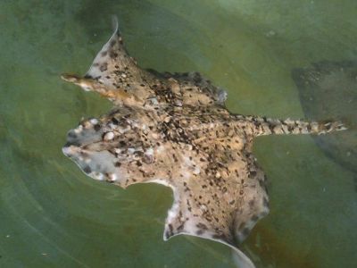 � ������� ����� ���������� �����-�������