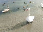 ������� �����������: ��� ������ ������� �������