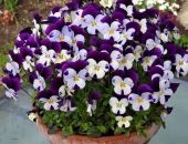 � ������ ���� ����� �������� ����� �� ������