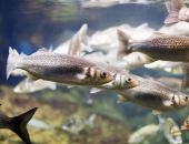 � ����� ������  ������ � ��������� ��������� �� ����������� ����