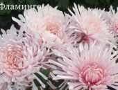 ��������� ���� ��������� � ��������� ������� ����� "��������"