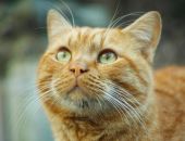 � ��������  �������� �������� ��-�� ��������� � �����