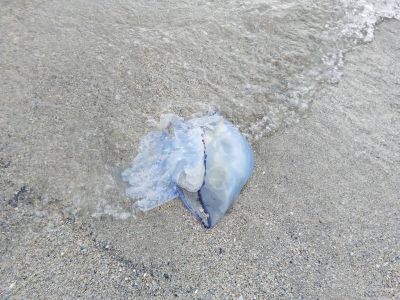� �������� ��������� ��������������