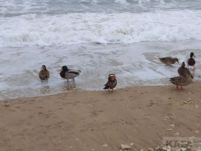 � �������� � �������� ���������� ������ �����