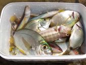 �������� ����� � ����� ��������� ������� ���� �� ������� ������