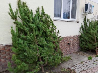 � �������� ������ ��������� ���������� ����