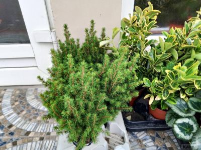 � �������� ������ ��������� ���������� ����
