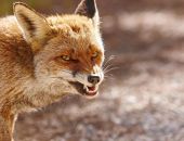 ��������� ���������� ������ ���������� � ����� 