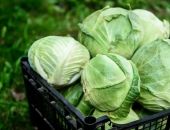 � ����� ������� ����� 26 ����� ���� �������