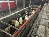  � ���� ���������� ������ 38 �������� ��� ���������� 