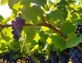 � ����� ������� ������ �������������� �������������