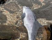 � ����� ������������� ������ ������ �������� ���������