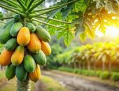 � ����� �������� ����������� ����������� ������ 