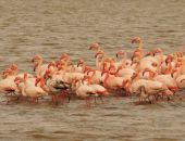 �� ����� �������� �������� ���� �� 160 �������� 