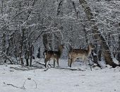 � ����� �������� ���� ������