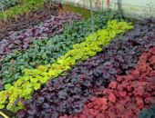 � �������� ���������� ����� 150 ����� ������ ��� ���������� �����������