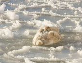 ������ � ��������� ������� �� ������