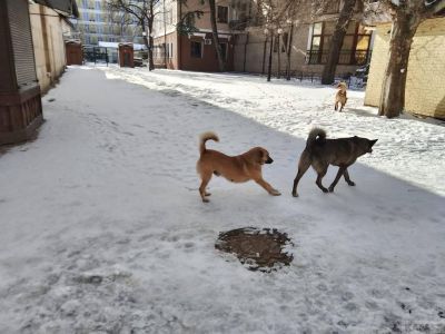 ��������: ����� ������� ���� ����, ���� ����������