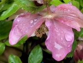 � ��������� ���� ����� ������ ��������