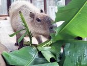 �������� ��������� ���������� �������� �� ���������� - �������