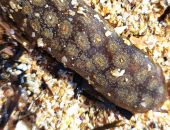  ����� ������ � ������ ����� ������� �������� ����������