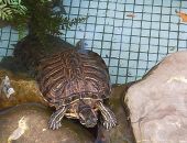 ��������  �������� � �������