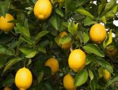 �������� ������� ��������� ������� �� 250 ���� ������� � ���� ����