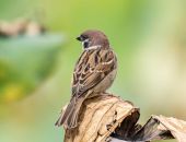 � ����� ������ �������� ��������