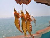 ���������� ����� ������ �� ���������� ����� ��������