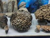 � ����� ������ ������ ������� �������, ����������� 160 ���. ���