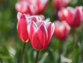 � ����� �������� ������, ��� � ������ 