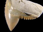 � ����� ����� ���� �������� ������� �����   