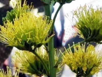 � ��������� ������� ������� ������� ������ �����