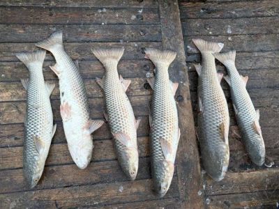  � �������� ���� ��������� ����  70-������������� ����������