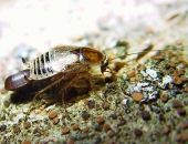 ���� ������� ������������ ��������