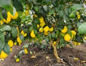 � ����� ������� ������ ������������ ��������� 