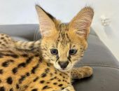 � ��������� ���� ��������� ���������� ����������� � ������������� ��������