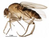 ������� ����-�������� ������������ � ����� 