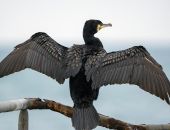 ������� ���������� ������� � �������� �����