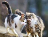 ��������: ���������� ����