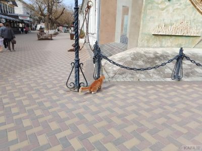 ��������: ���������� ����